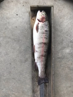 ヤシオマスの釣果