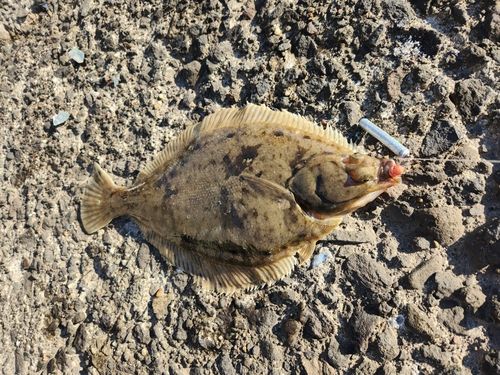 マガレイの釣果