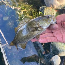 スモールマウスバス