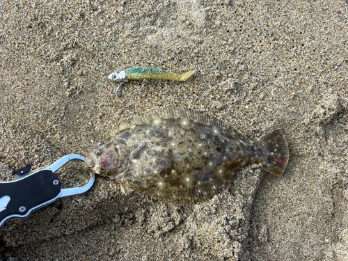 ヒラメの釣果