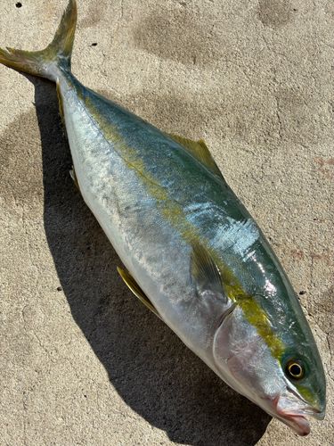 ヒラマサの釣果