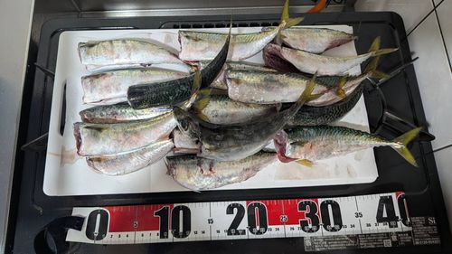 サバの釣果