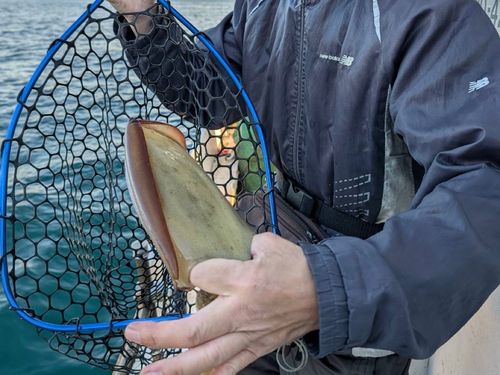 モンゴウイカの釣果