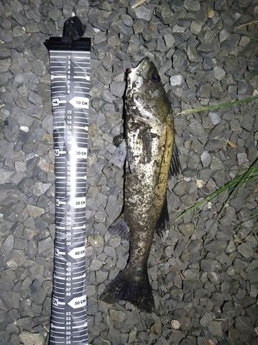 フッコ（マルスズキ）の釣果