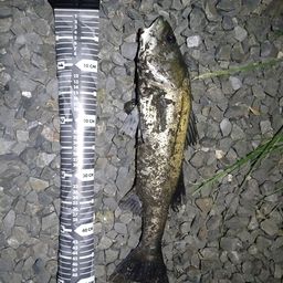 フッコ（マルスズキ）