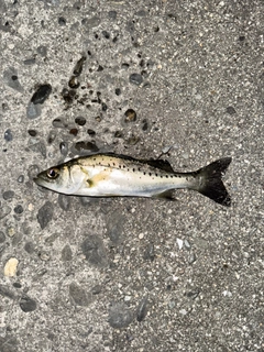 セイゴ（ヒラスズキ）の釣果