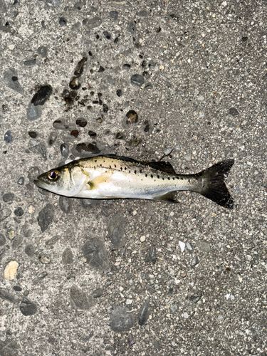 セイゴ（ヒラスズキ）の釣果