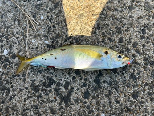 マルアジの釣果