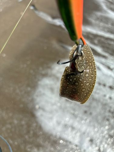 シタビラメの釣果