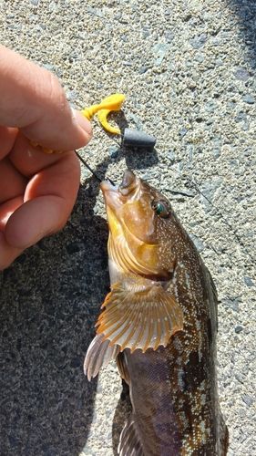 アイナメの釣果