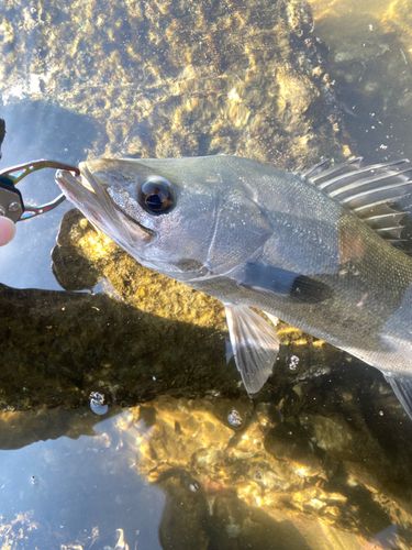 ハネ（マルスズキ）の釣果