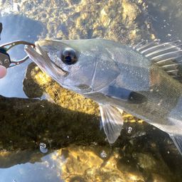 ハネ（マルスズキ）