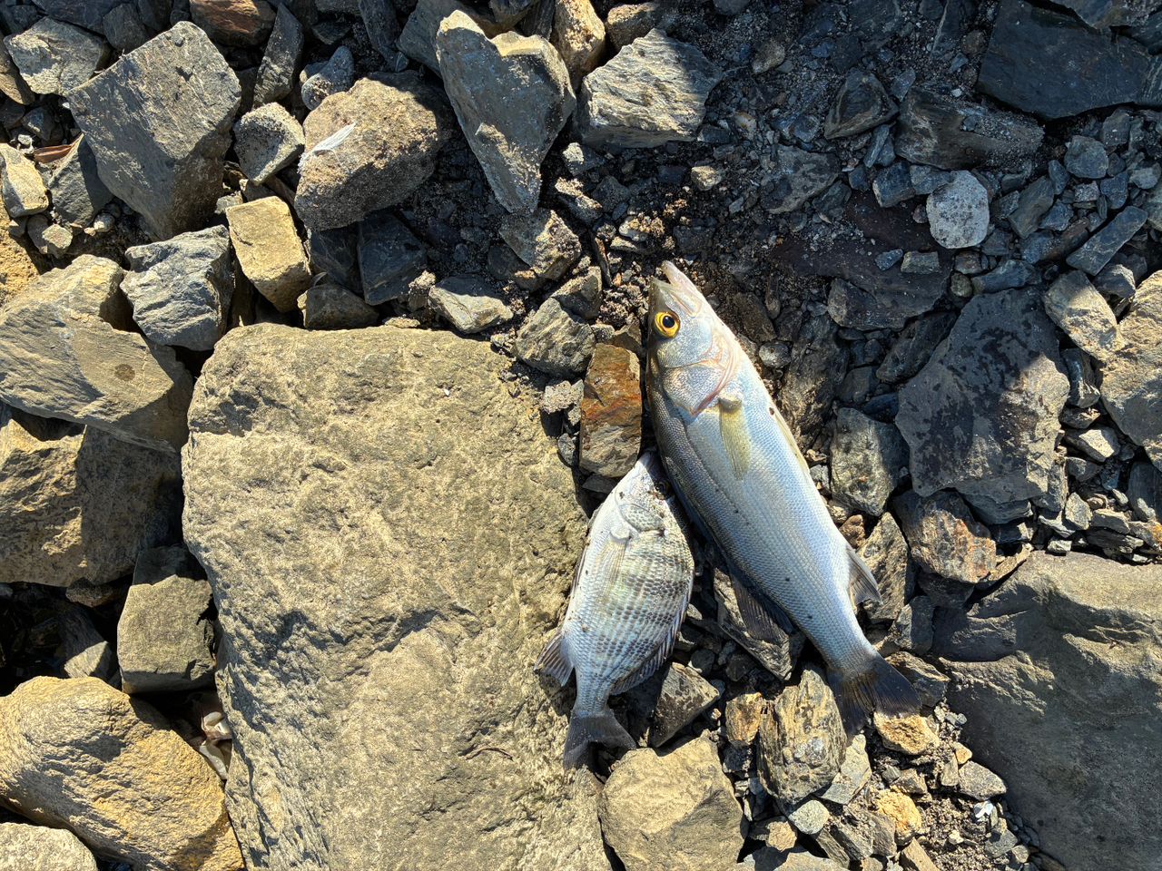 セッパ（タイリクスズキ）