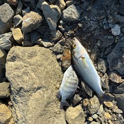 セッパ（タイリクスズキ）