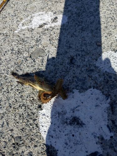 クロソイの釣果