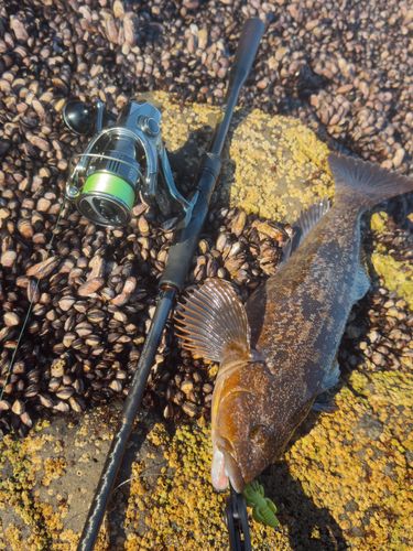 アイナメの釣果