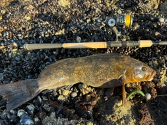 アイナメの釣果