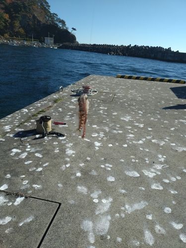 アナハゼの釣果