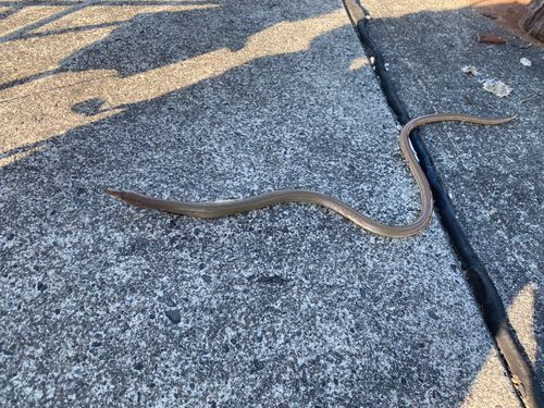 ダイナンウミヘビの釣果