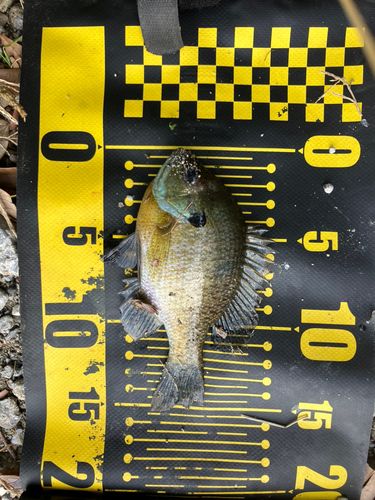 ブルーギルの釣果