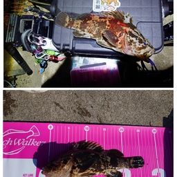 タケノコメバル