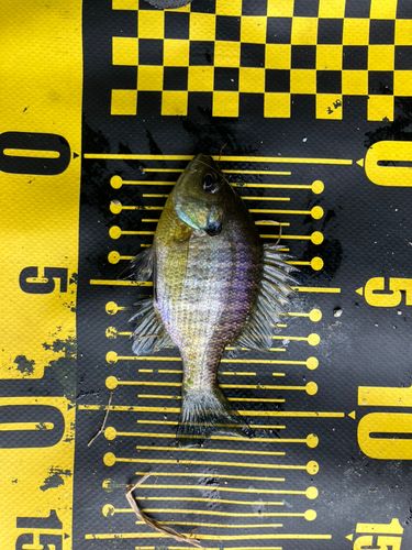 ブルーギルの釣果