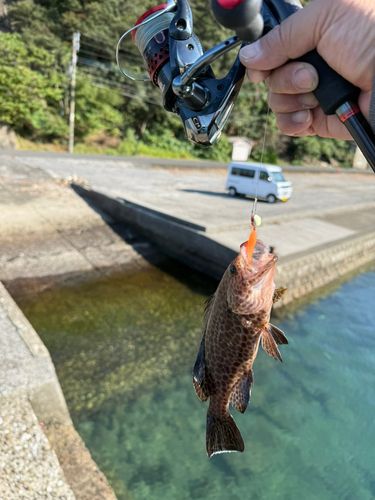 オオモンハタの釣果