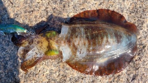 アオリイカの釣果