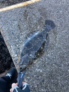 ヒラメの釣果