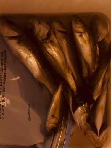 碧南海釣り公園