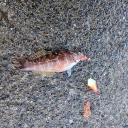 ホシササノハベラ