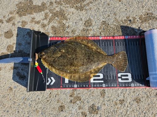 イシガレイの釣果