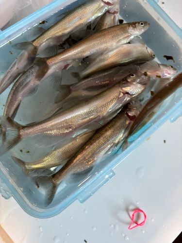 シシャモの釣果