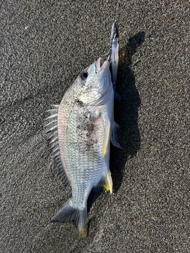 キビレの釣果