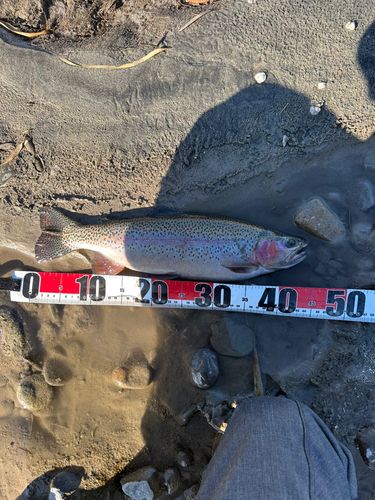 ニジマスの釣果