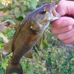 スモールマウスバス