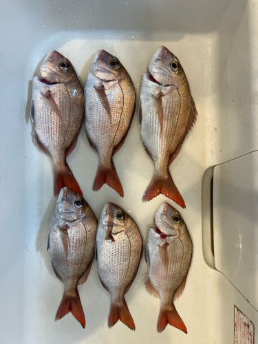 タイの釣果