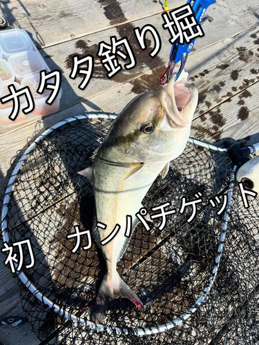 カンパチの釣果
