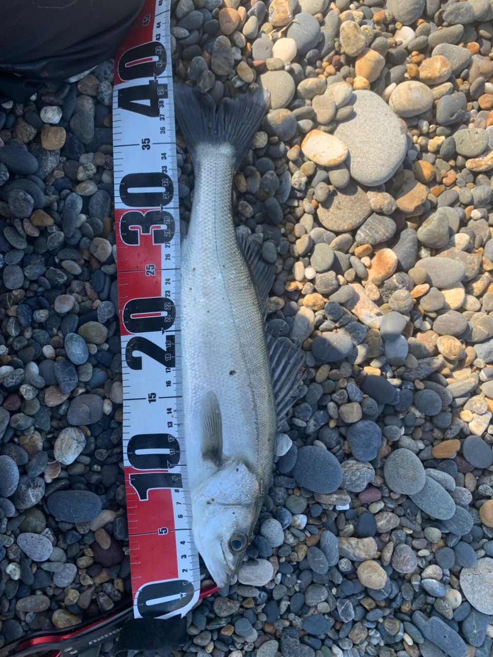 セイゴ（マルスズキ）