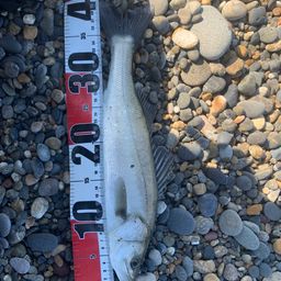 セイゴ（マルスズキ）