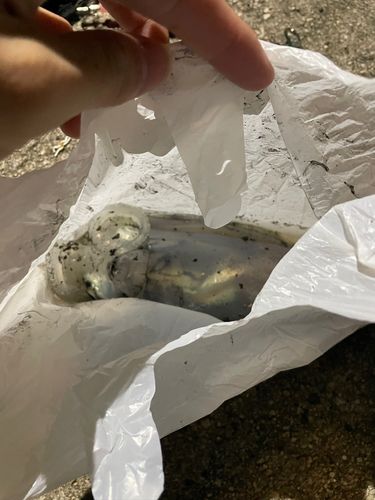 桂島（島根県）