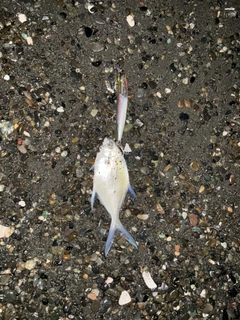 コバンアジの釣果