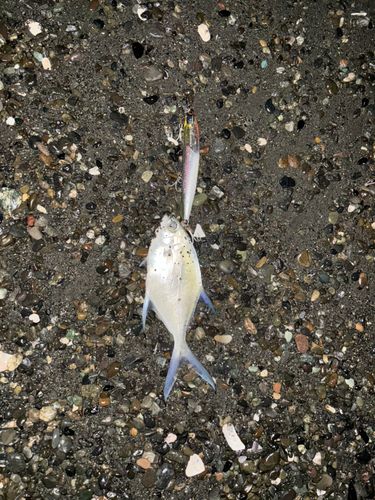 コバンアジの釣果