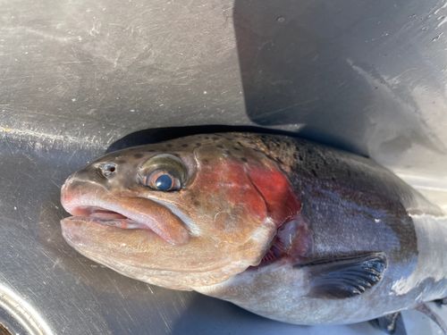 ニジマスの釣果