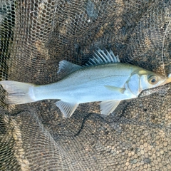 セイゴ（マルスズキ）の釣果