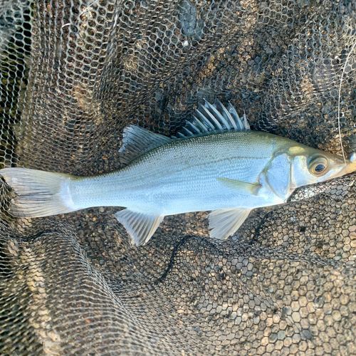 セイゴ（マルスズキ）の釣果