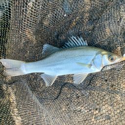 セイゴ（マルスズキ）