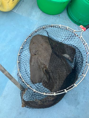 カスザメの釣果