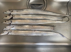 タチウオの釣果