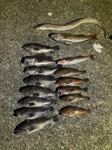 アイナメの釣果